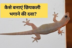 छिपकली भगाने वाली दवा बनाने का आसान तरीका, एक बार के इस्तेमाल के बाद कभी नहीं दिखेंगी छिपकलियां