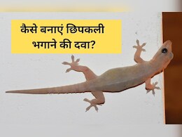 छिपकली को घर से हमेशा के लिए कैसे हटाएं? यहां जानिए कैसे बनाते हैं Lizard भगाने की दवा छिपकली को घर से हमेशा के लिए कैसे हटाएं? यहां जानिए कैसे बनाते हैं Lizard भगाने की दवा