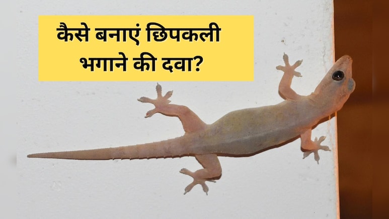छिपकली को घर से हमेशा के लिए कैसे हटाएं? यहां जानिए कैसे बनाते हैं Lizard भगाने की दवा छिपकली को घर से हमेशा के लिए कैसे हटाएं? यहां जानिए कैसे बनाते हैं Lizard भगाने की दवा