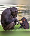 Chinese Zoo Bans Visitors From Showing Reels To Baby Chimpanzee 'Ding Ding'