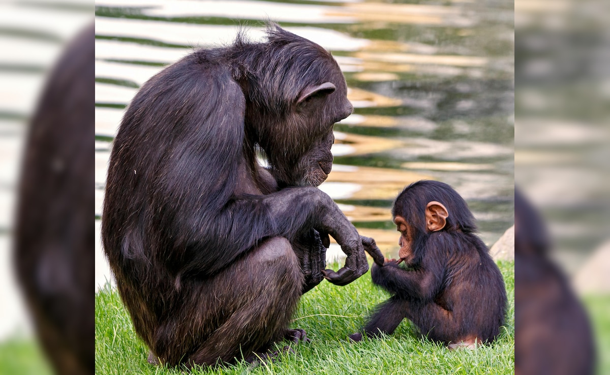 Chinese Zoo Bans Visitors From Showing Reels To Baby Chimpanzee 'Ding Ding'(02)