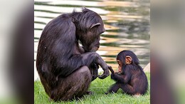 Chinese Zoo Bans Visitors From Showing Reels To Baby Chimpanzee 'Ding Ding'