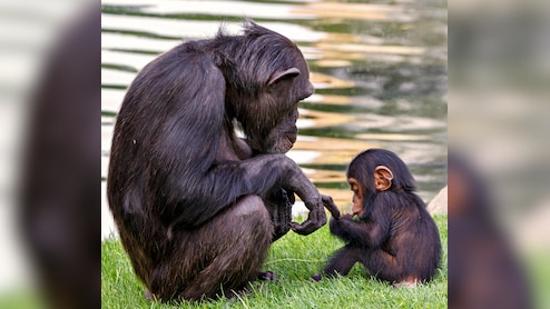 Chinese Zoo Bans Visitors From Showing Reels To Baby Chimpanzee 'Ding Ding'