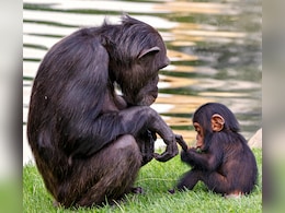 Chinese Zoo Bans Visitors From Showing Reels To Baby Chimpanzee 'Ding Ding' Chinese Zoo Bans Visitors From Showing Reels To Baby Chimpanzee 'Ding Ding'
