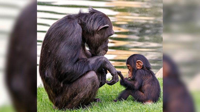 Chinese Zoo Bans Visitors From Showing Reels To Baby Chimpanzee 'Ding Ding' Chinese Zoo Bans Visitors From Showing Reels To Baby Chimpanzee 'Ding Ding'