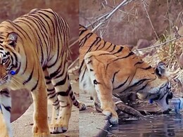 'त्या' 23 सेकंदाच्या Video मुळे ताडोबातील नयनतारा बनली जागतिक पर्यावरण अ‍ॅम्बेसिडर; इटली, युकेसह जगभरात चर्चा