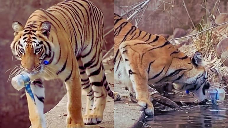 'त्या' 23 सेकंदाच्या Video मुळे ताडोबातील नयनतारा बनली जागतिक पर्यावरण अ‍ॅम्बेसिडर; इटली, युकेसह जगभरात चर्चा