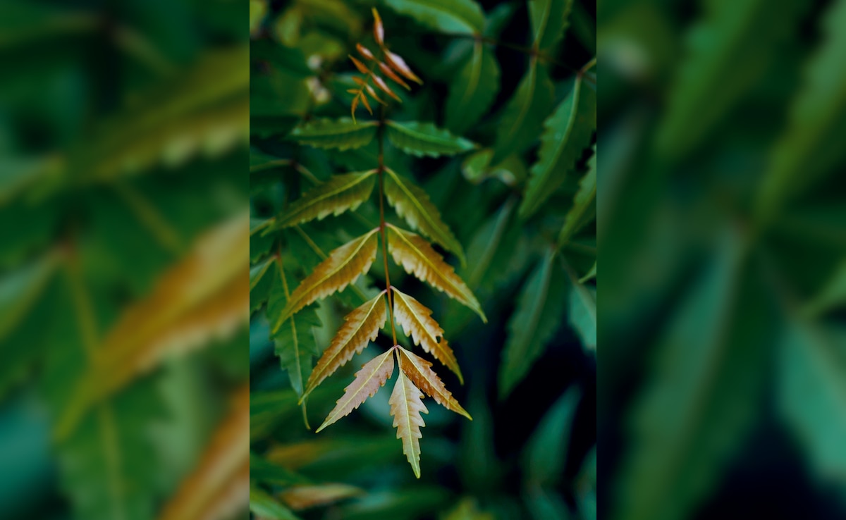 Latest and Breaking News on NDTV Latest and Breaking News on NDTV