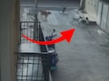 CCTV Footage: चावा घेतला, फरफटत नेले... अंगणात खेळणाऱ्या चिमुकलीवर कुत्र्यांचा हल्ला; भयानक VIDEO