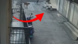 CCTV Footage: चावा घेतला, फरफटत नेले... अंगणात खेळणाऱ्या चिमुकलीवर कुत्र्यांचा हल्ला; भयानक VIDEO