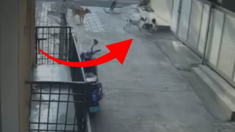 CCTV Footage: चावा घेतला, फरफटत नेले... अंगणात खेळणाऱ्या चिमुकलीवर कुत्र्यांचा हल्ला; भयानक VIDEO