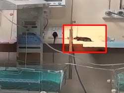 Rats Bite 2 Newborns&#039; Fingers, Head, Shoulder Inside Indore Hospital ICU