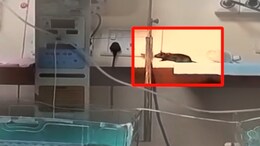 Rats Bite 2 Newborns' Fingers, Head, Shoulder Inside Indore Hospital ICU