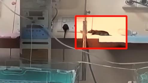 Rats Bite 2 Newborns' Fingers, Head, Shoulder Inside Indore Hospital ICU