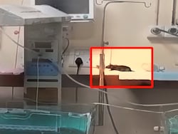 2 Newborns Die In 2 Days After Rat Bites At Madhya Pradesh Hospital