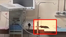 2 Newborns Die In 2 Days After Rat Bites At Madhya Pradesh Hospital
