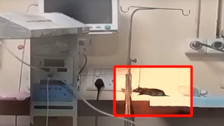 2 Newborns Die In 2 Days After Rat Bites At Madhya Pradesh Hospital