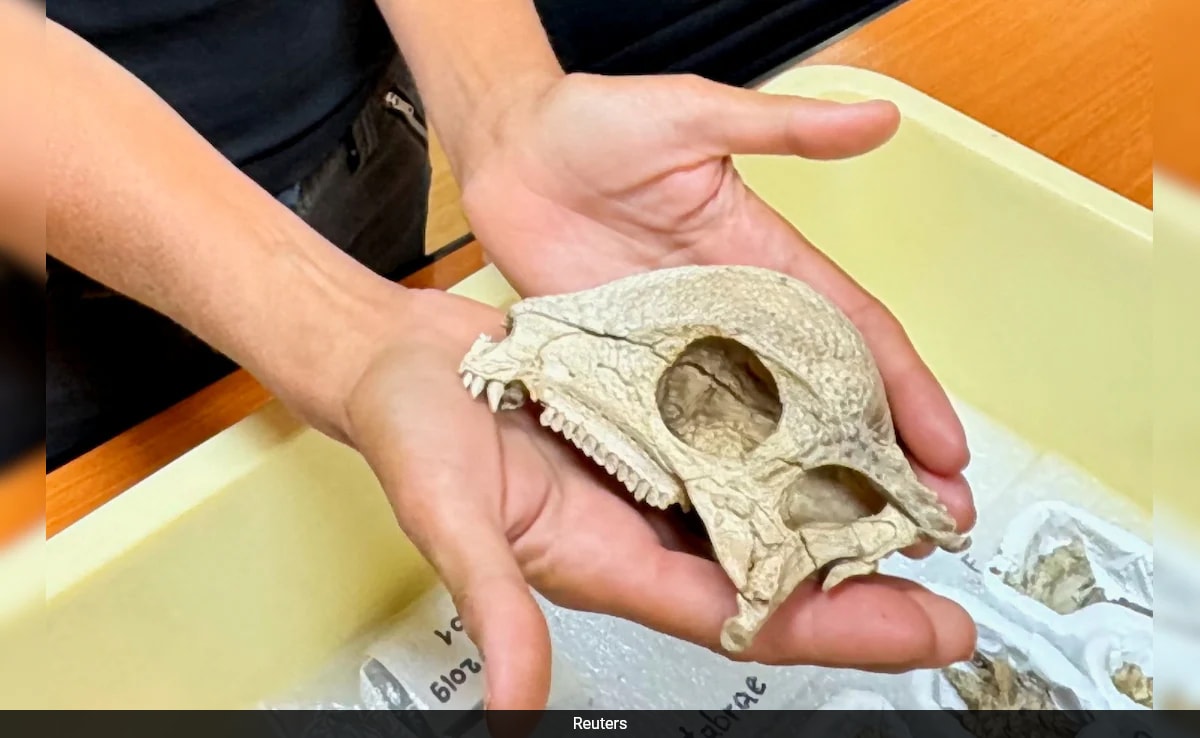 Oldest Dome-Headed Dinosaur Fossil Discovered in Mongolia