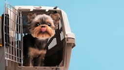 Flying With Pets From India? 7 Documents You Need To Carry