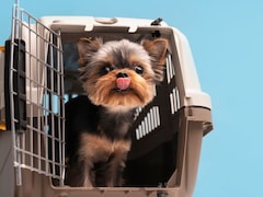 Flying With Pets From India? 7 Documents You Need To Carry