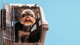 Flying With Pets From India? 7 Documents You Need To Carry