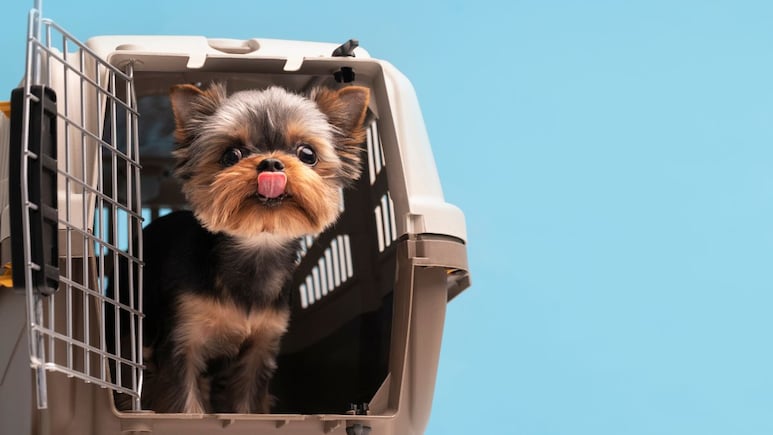 Flying With Pets From India? 7 Documents You Need To Carry
