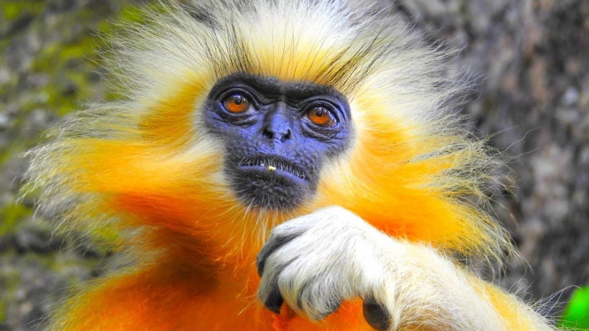 Golden Langur Golden Langur