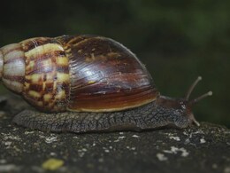 Konkan News : गोगलगायीमुळे कोकणवासियांची उडाली झोप; चिंता वाढण्याचं कारण काय?