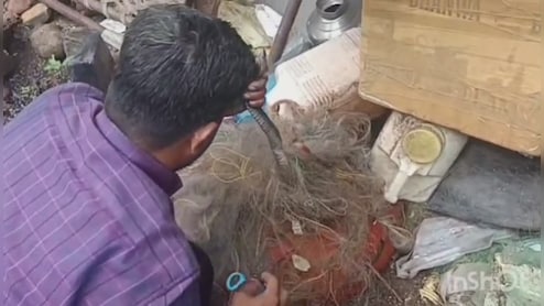 Cobra in Home: घर में मछली के जाल में फंस गया 5 फीट का कोबरा, बड़ी मशक्कत के बाद ऐसे आया काबू में