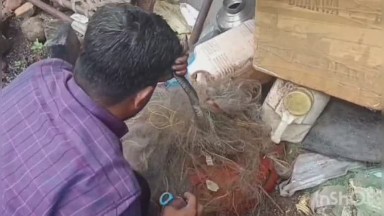 Cobra in Home: घर में मछली के जाल में फंस गया 5 फीट का कोबरा, बड़ी मशक्कत के बाद ऐसे आया काबू में