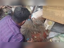 Cobra in Home: घर में मछली के जाल में फंस गया 5 फीट का कोबरा, बड़ी मशक्कत के बाद ऐसे आया काबू में Cobra in Home: घर में मछली के जाल में फंस गया 5 फीट का कोबरा, बड़ी मशक्कत के बाद ऐसे आया काबू में