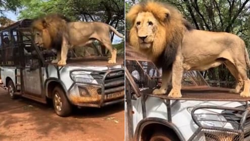शेरों ने जब किया टूरिस्ट जीप पर कब्ज़ा! जंगल सफारी में Jeep पर राइड का मज़ा लेता दिखा जंगल का राजा