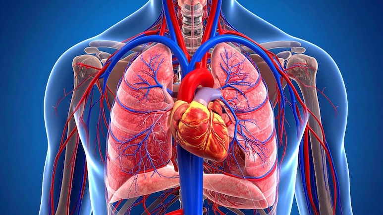 World Heart Day 2025: हृदयाच्या आरोग्याकडे तरुणांचे होतंय दुर्लक्ष, या लक्षणांमुळे उद्भवतील गंभीर समस्या