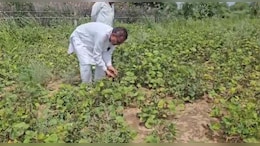 बाड़मेर में तूफान और बार&zwj;ि&zwj;श का तांडव, क&zwj;िसानों की फसलों को भारी नुकसान