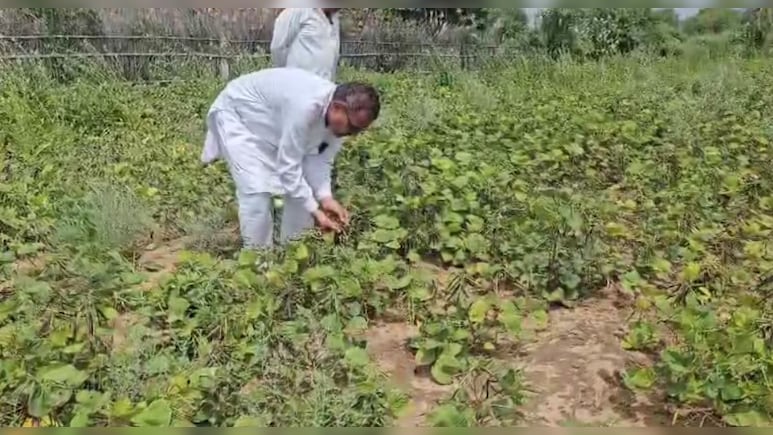 बाड़मेर में तूफान और बार‍ि‍श का तांडव, क‍िसानों की फसलों को भारी नुकसान