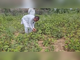 बाड़मेर में तूफान और बारिश का तांडव, किसानों की फसलों को भारी नुकसान बाड़मेर में तूफान और बारिश का तांडव, किसानों की फसलों को भारी नुकसान