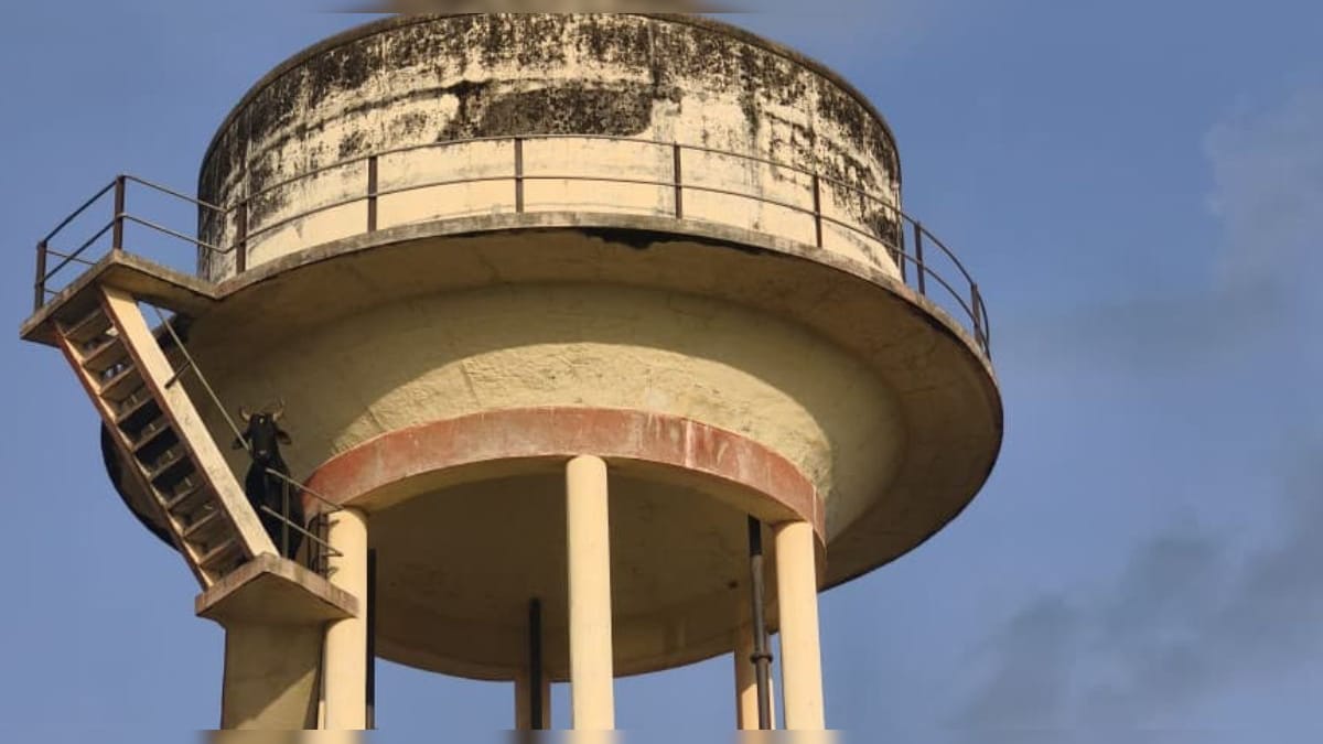 60 फीट ऊंची टंकी पर चढ़ गया सांड, प्रशासन को देख खुद क‍िया ऐसा कारनामा कि  सब हुए हैरान | bull climbed 60 feet high tanki came down stairs own