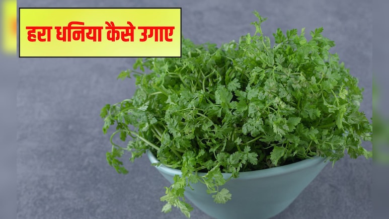 घर पर धनिया कैसे उगाएं? धनिया को पानी में उगा सकते हैं क्या, जान‍िए उगाने की व‍िध‍ि