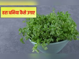 घर पर धनिया कैसे उगाएं? धनिया को पानी में उगा सकते हैं क्या, जानिए उगाने की विधि घर पर धनिया कैसे उगाएं? धनिया को पानी में उगा सकते हैं क्या, जानिए उगाने की विधि