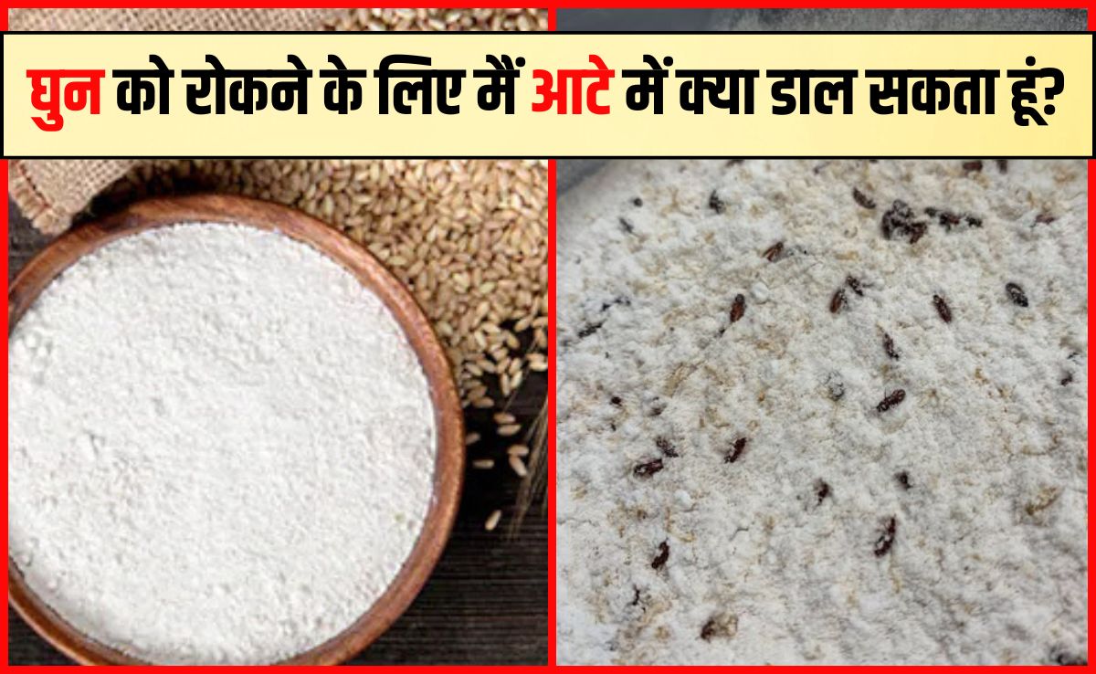 गेहूं के आटे में नहीं लगेगा 1 भी कीड़ा, घुन को दूर रखेगा यह हरा पत्‍ता, पूरे साल स्‍टोर करने पर भी आटे से आएगी खुशबू
