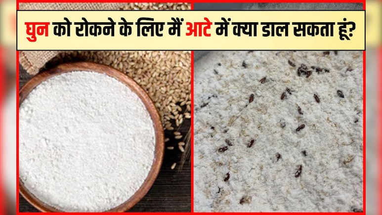 गेहूं के आटे में नहीं लगेगा 1 भी कीड़ा, घुन को दूर रखेगा यह हरा पत्ता, पूरे साल स्टोर करने पर भी आटे से आएगी खुशबू गेहूं के आटे में नहीं लगेगा 1 भी कीड़ा, घुन को दूर रखेगा यह हरा पत्ता, पूरे साल स्टोर करने पर भी आटे से आएगी खुशबू