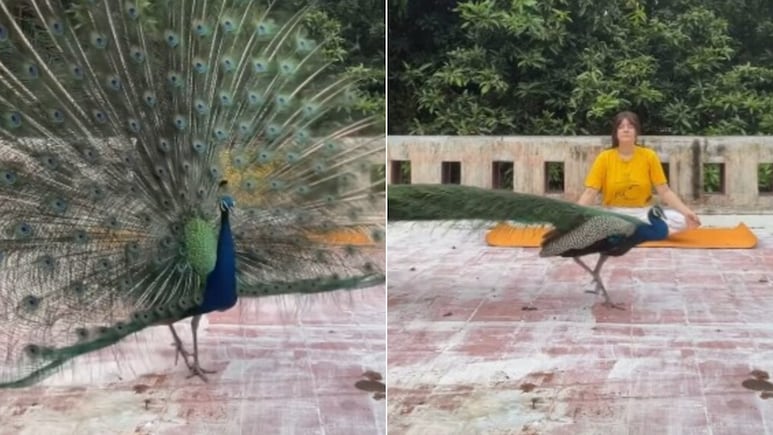 छत पर योग कर रही थी महिला, तभी आ गया मोर, Video में दिखा ऐसा नजारा, यूजर्स बोले- कुदरत का करिश्मा