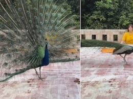 छत पर योग कर रही थी महिला, तभी आ गया मोर, Video में दिखा ऐसा नजारा, यूजर्स बोले- कुदरत का करिश्मा छत पर योग कर रही थी महिला, तभी आ गया मोर, Video में दिखा ऐसा नजारा, यूजर्स बोले- कुदरत का करिश्मा