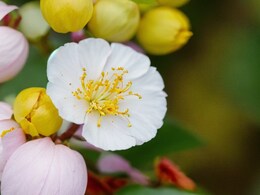 नाग केसर है सुंदरता के गुणों का खजाना, फायदे जान आप भी हो जाएंगे हैरान