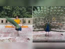 योग कर रही महिला के सामने अचानक आ गया मोर, पंख फैलाकर करने लगा डांस योग कर रही महिला के सामने अचानक आ गया मोर, पंख फैलाकर करने लगा डांस