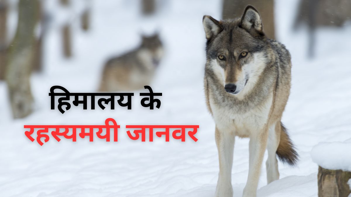 घुमावदार सिंगों वाली भेड़, हिम तेंदुआ...अनोखे जानवरों की दुनिया है हिमालय की बर्फीली पहाड़ियां