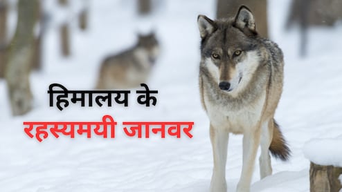 घुमावदार सिंगों वाली भेड़, हिम तेंदुआ...अनोखे जानवरों की दुनिया है हिमालय की बर्फीली पहाड़ियां