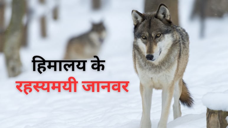 घुमावदार सिंगों वाली भेड़, हिम तेंदुआ...अनोखे जानवरों की दुनिया है हिमालय की बर्फीली पहाड़ियां