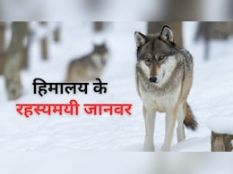 घुमावदार सिंगों वाली भेड़, हिम तेंदुआ...अनोखे जानवरों की दुनिया है हिमालय की बर्फीली पहाड़ियां घुमावदार सिंगों वाली भेड़, हिम तेंदुआ...अनोखे जानवरों की दुनिया है हिमालय की बर्फीली पहाड़ियां