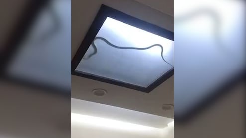 फैंसी लाइट में घुसकर मंडराता नजर आया काला लंबा जहरीला सांप, देख लोगों की निकल गईं चीखें